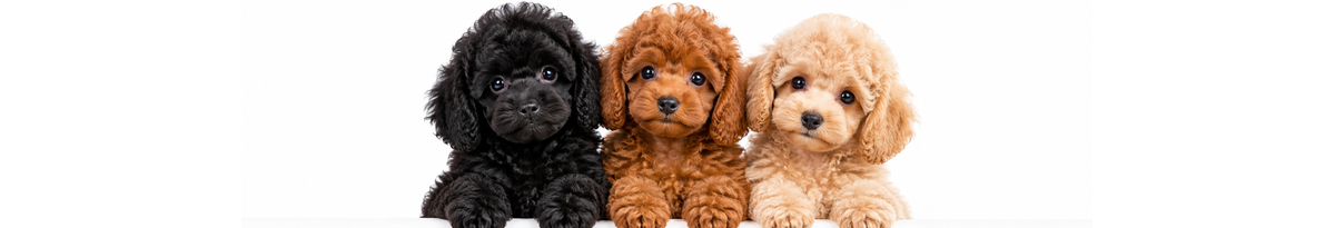 Cuccioli Barboncino neri, rossi e albicocca